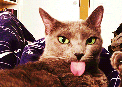 cat tounge GIF