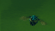 pollination GIF by TED
