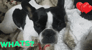 Dog Cane GIF by Argasens