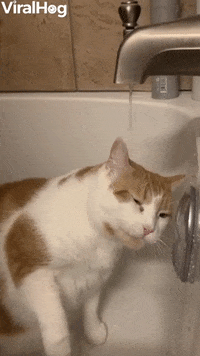 Ginger Cat Loves Drinking From The Faucet GIF by ViralHog