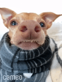 Dog Reaction GIF by Cameo