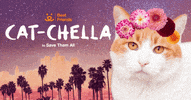 bestfriends cat cute coachella best friends animal society GIF