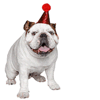 Happy Birthday Dog Sticker by Gardner-Webb University