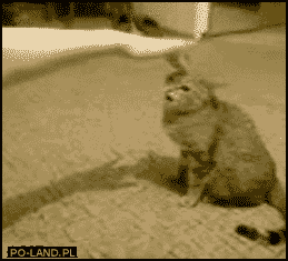 angry cat GIF