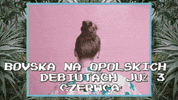 festiwal GIF by TVP.PL