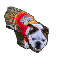 English Bulldog Puppy Sticker by Gardner-Webb University