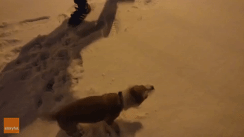 Excited Dog Experiences Snow for the First Time