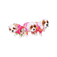 Dogs Cavalierkingcharlesspaniel Sticker