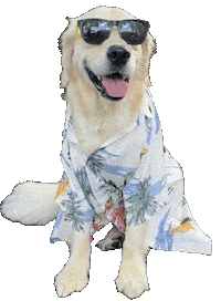 Dog Work Sticker by Rigatoni