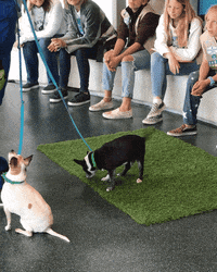 annenbergpetspace dog adoption dog ice cream wallis annenberg petspace dr jj GIF