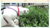 heavy petting dog GIF by Amy Poehler's Smart Girls