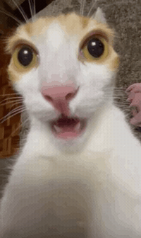 Catmarkz GIF