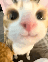 Cat GIF