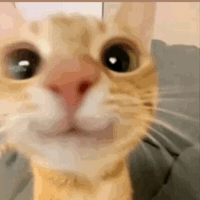 Catmarkz GIF