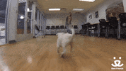 bestfriends cute excited hi puppy GIF