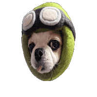 Santa Chihuahua Sticker