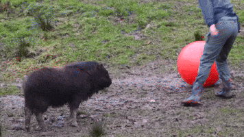 Muskox Calf Plays With Big Ball at Zoo in Tacoma