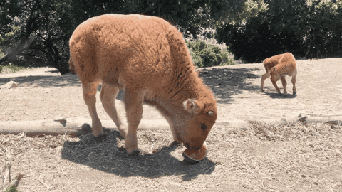 Summer Watermelon GIF by Oakland Zoo