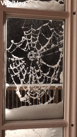 Snowy Spider Web