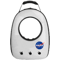 Looking Bengal Cat Sticker by lauryncakes