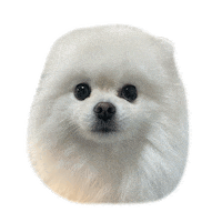 White Dog Puppy Sticker
