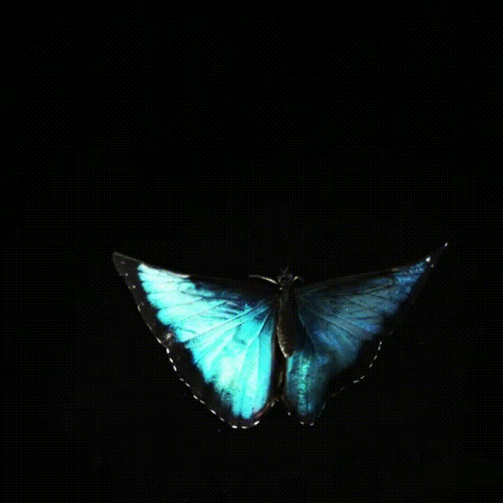 butterfly morpho GIF