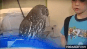 Owl Reaction GIF by MOODMAN
