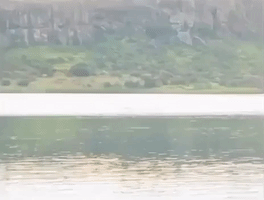 African Tigerfish Catches Swallow in Mid-Flight