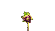 Pink Flower Sticker