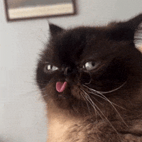 Paraiba GIF