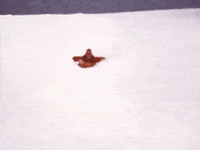 all i want for christmas is you GIF
