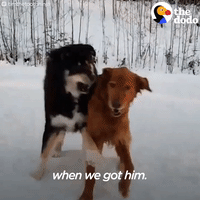 dog GIF by The Dodo