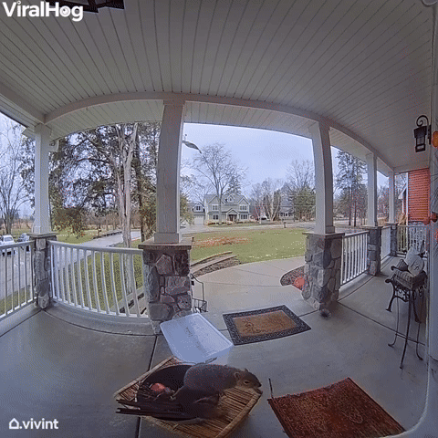 Squirrel Rings Doorbell