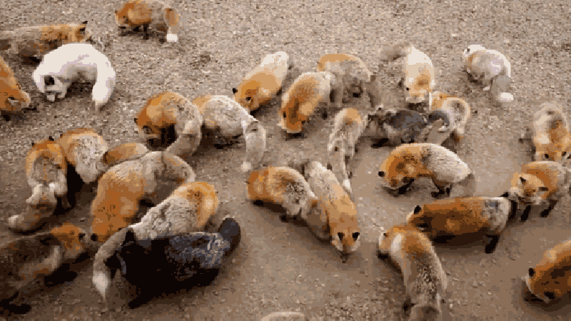 fox GIF