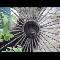 Пес GIF