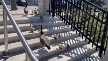 Adorable Family of Geese Teach Goslings to Walk Up Stairs in Ontario