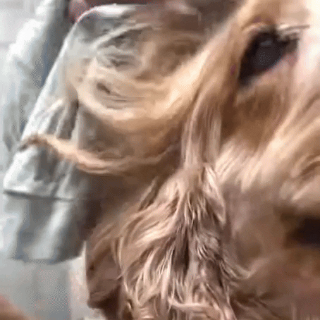 GIF by The Dodo