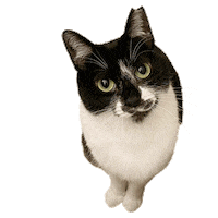 In Love Cat Sticker