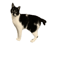kumaokamako cat ねこ 保護猫 こぐま Sticker