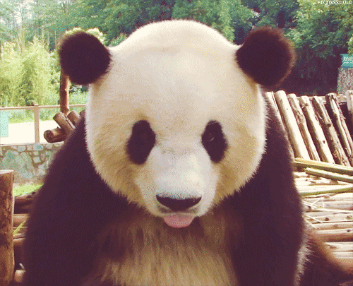 panda tongue GIF