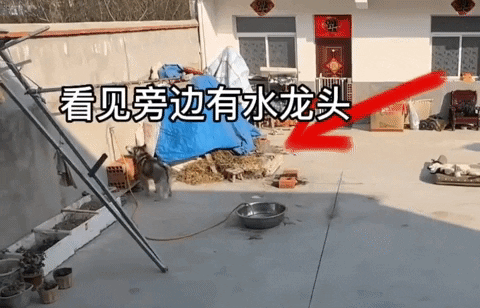 cuteanimalland giphyupload GIF