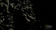 worldâs deadliest GIF by Nat Geo Wild 