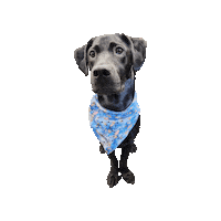 Black Dog Stitch Sticker by Geekster Pets