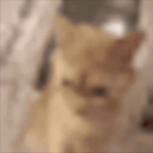 swebdev01  GIF