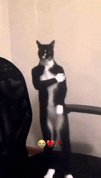 Funny Cat GIF