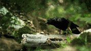 nature pbs bird GIF by ThirteenWNET