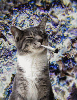 cat drugs GIF