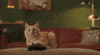 Video Game Cats GIF by KPN