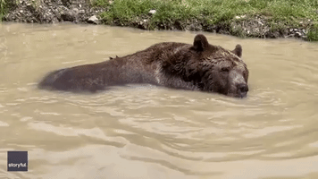 Bear Takes a Refreshing Dip at New York Wildlife Sanctuary