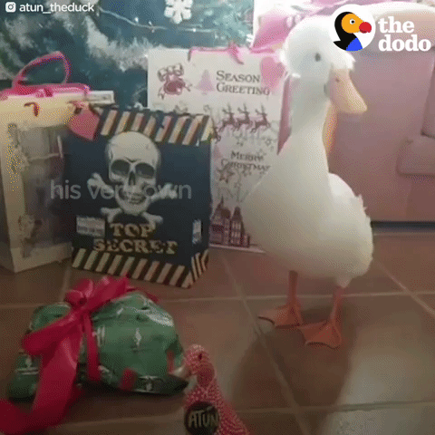 duck GIF by The Dodo